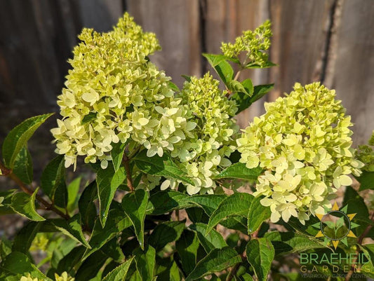 Dragon Baby™ Hydrangea