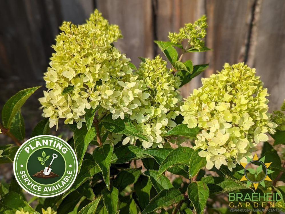 Dragon Baby™ Hydrangea