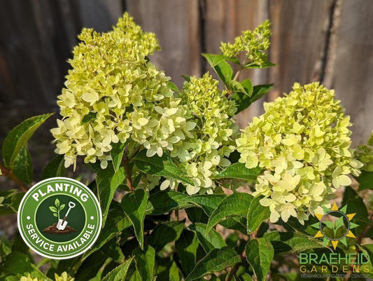 Dragon Baby™ Hydrangea