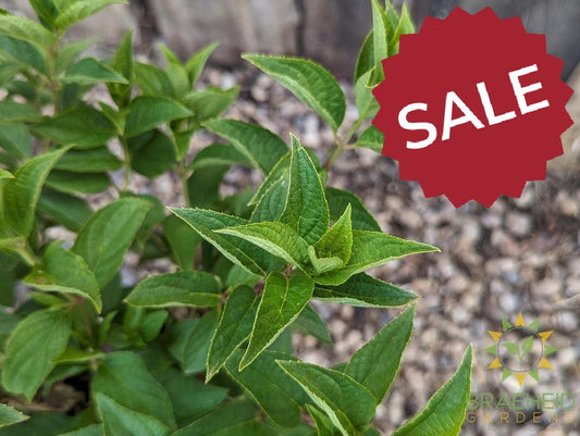 Dragon Baby™ Hydrangea