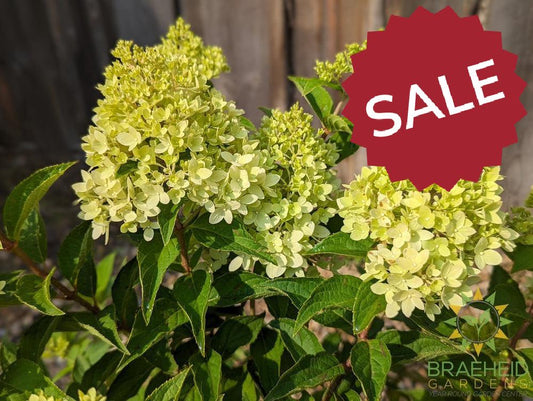 Dragon Baby™ Hydrangea