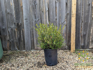 Dwarf Arctic Birch