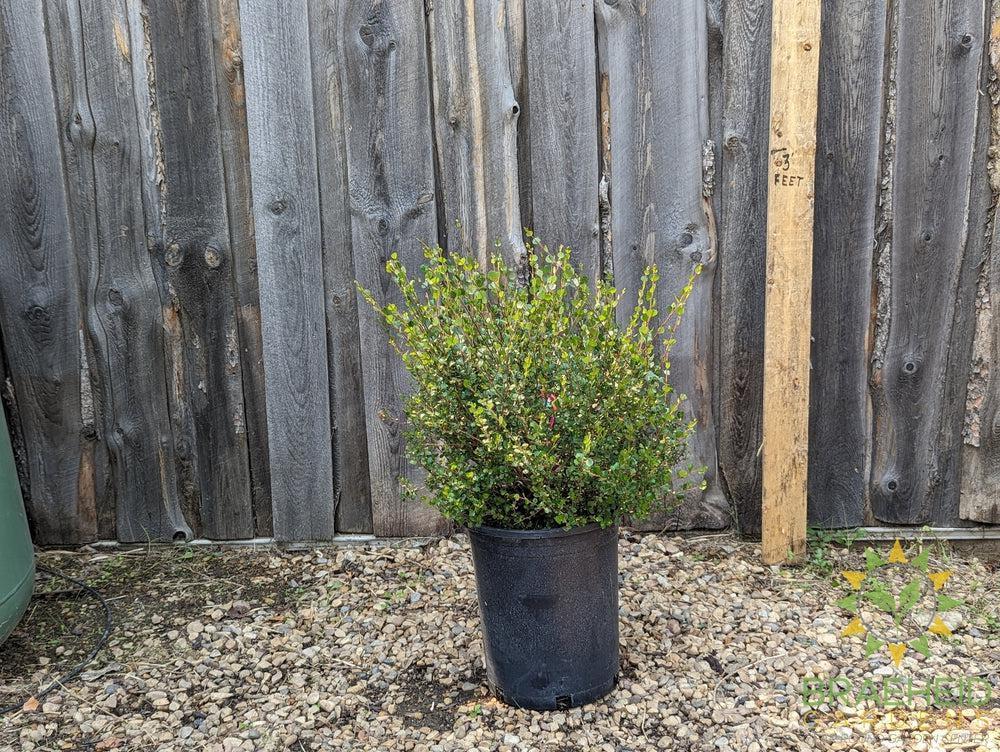 Dwarf Arctic Birch