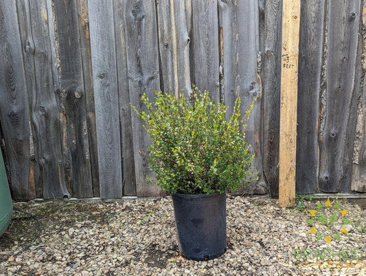 Dwarf Arctic Birch