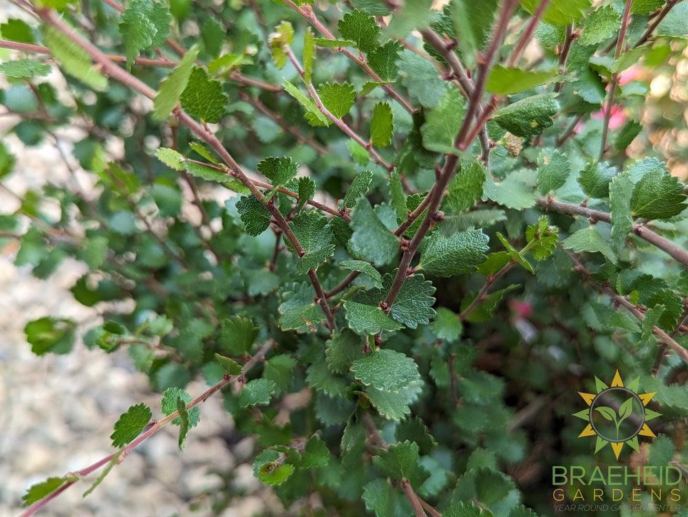 Dwarf Arctic Birch