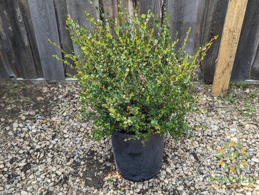 Dwarf Arctic Birch