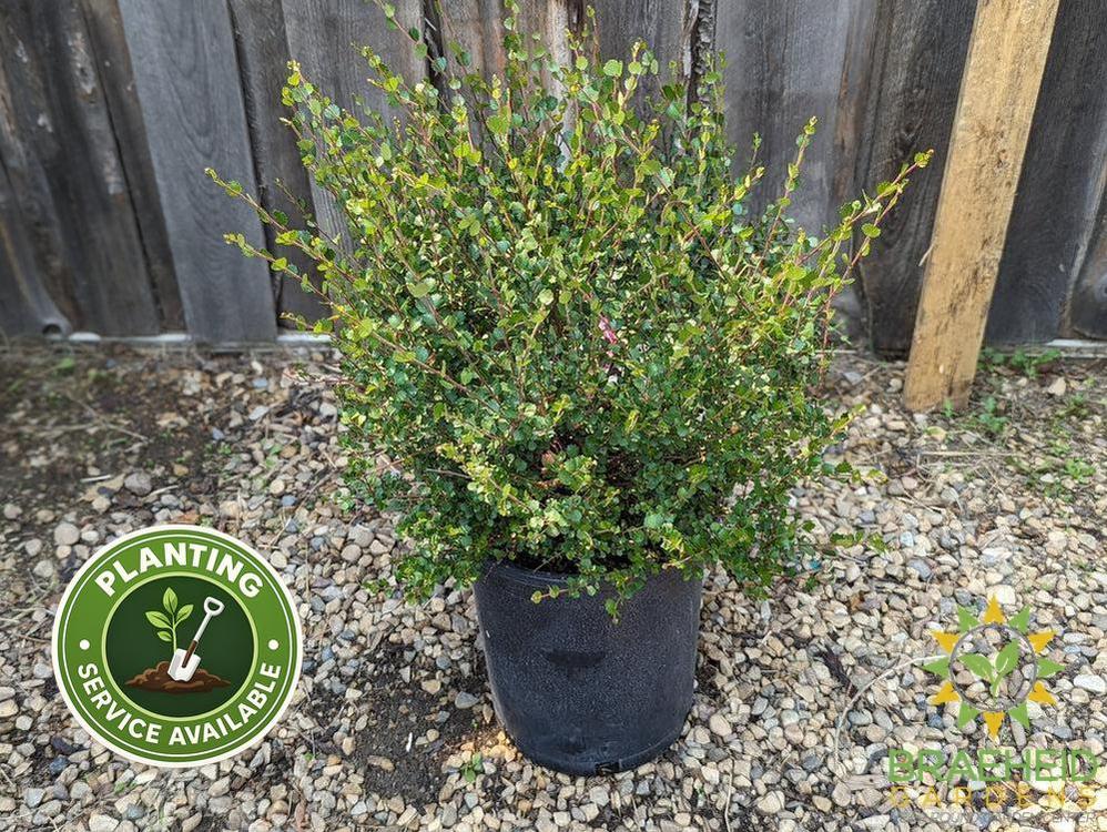 Dwarf Arctic Birch