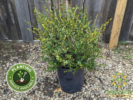 Dwarf Arctic Birch