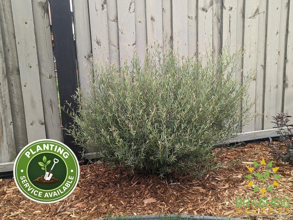 Dwarf Blue Arctic Willow