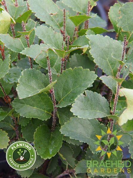 Dwarf Bog Birch