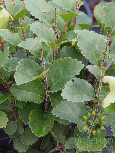 Dwarf Bog Birch