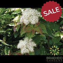 Dwarf Crimson Dogwood