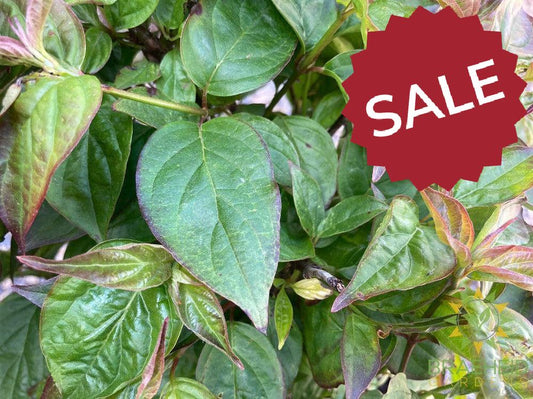 Dwarf Crimson Dogwood