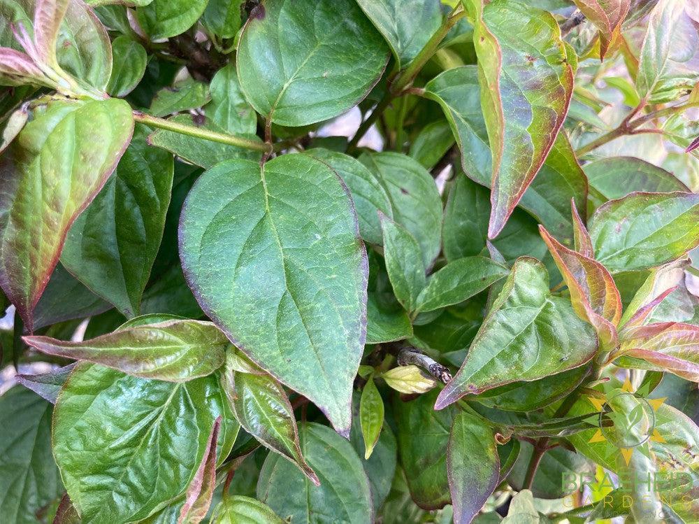 Dwarf Crimson Dogwood