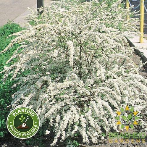 Dwarf Garland Spirea