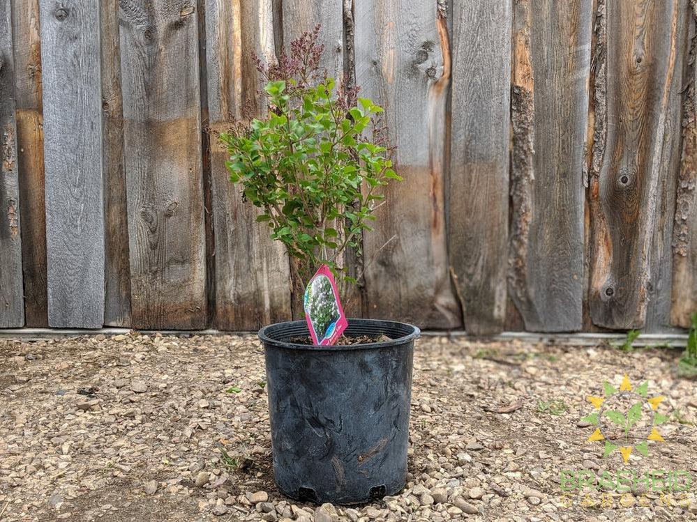Dwarf Korean Lilac