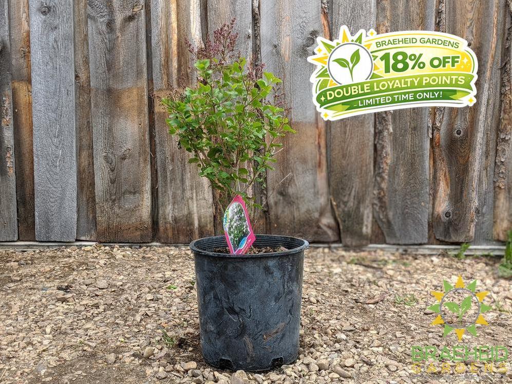 Dwarf Korean Lilac