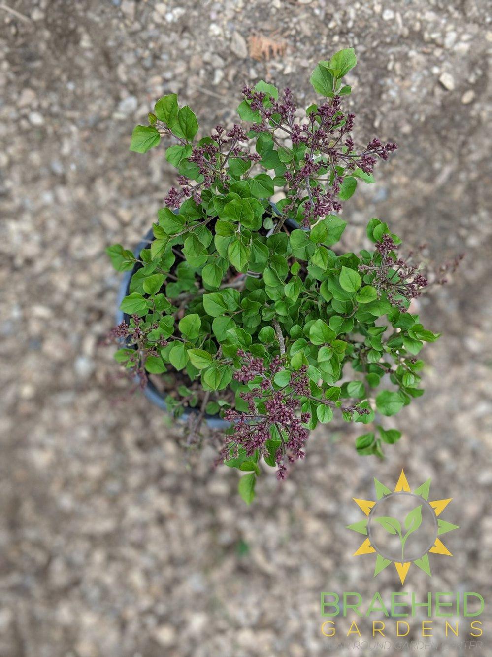 Dwarf Korean Lilac