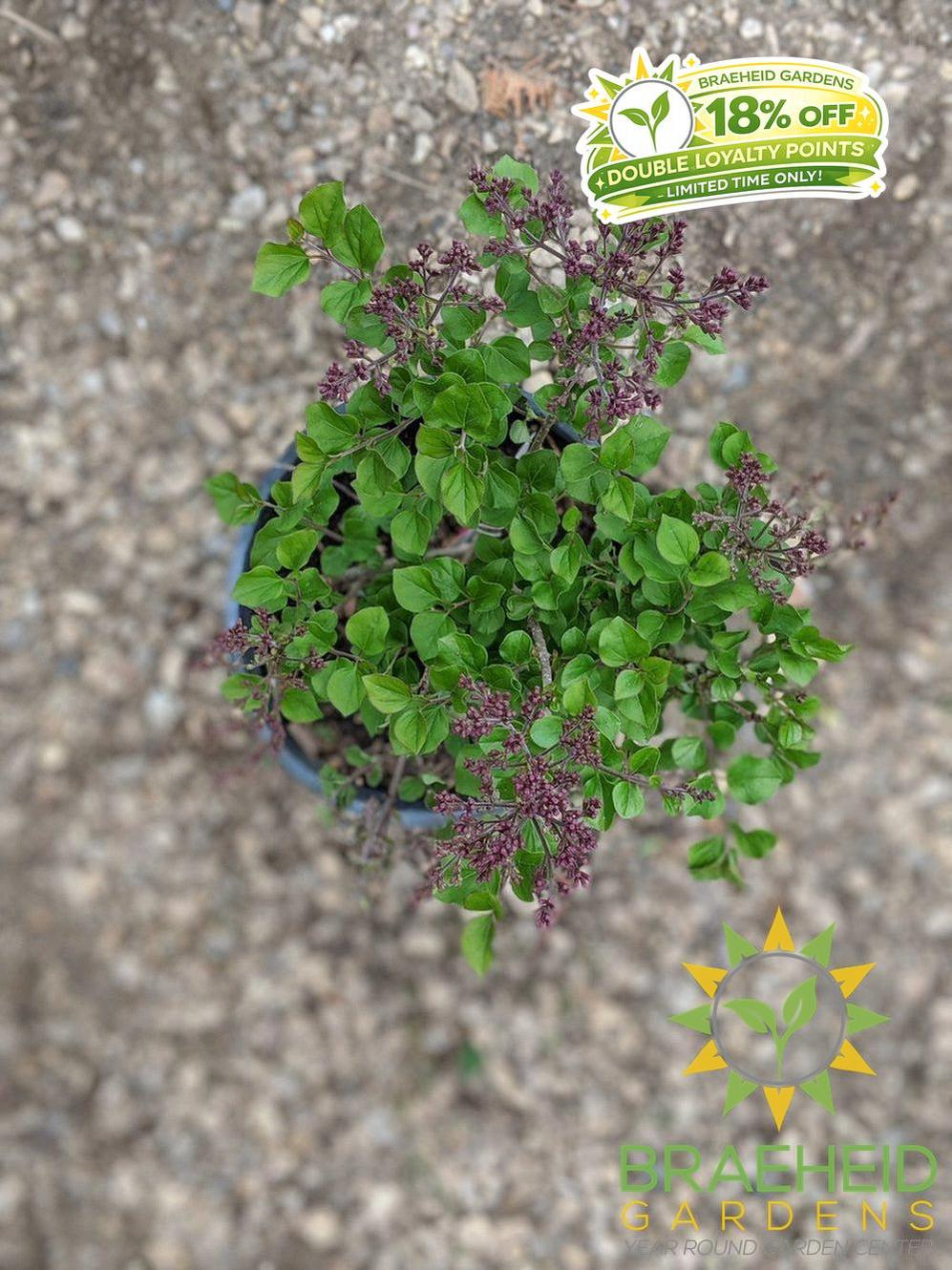 Dwarf Korean Lilac
