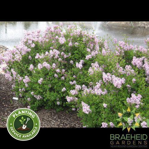 Dwarf Korean Lilac