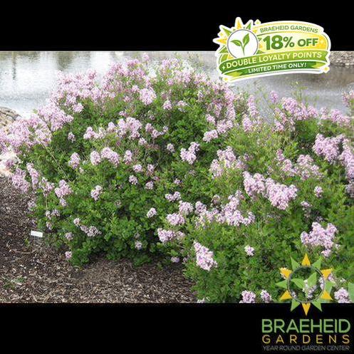 Dwarf Korean Lilac