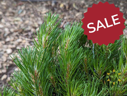 Dwarf Mugo Pine