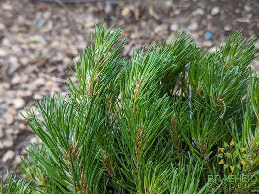 Dwarf Mugo Pine