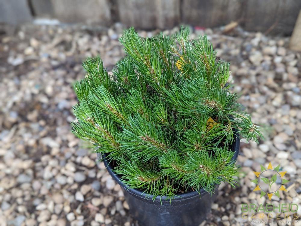 Dwarf Mugo Pine