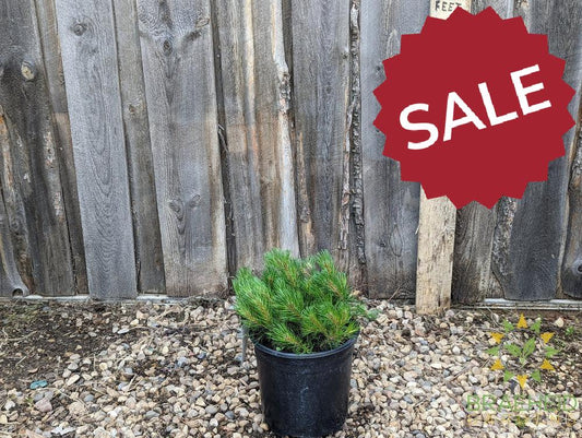 Dwarf Mugo Pine