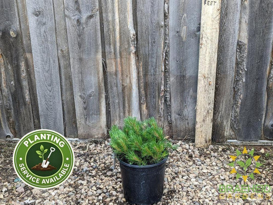 Dwarf Mugo Pine