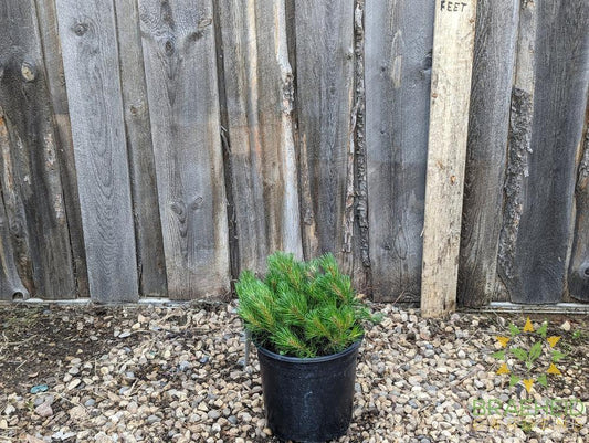 Dwarf Mugo Pine
