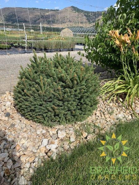 Dwarf Norway Spruce