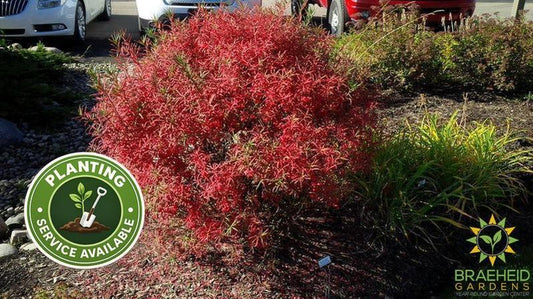 Dwarf Turkestan Burning Bush