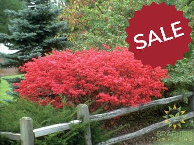 Dwarf Winged Burning Bush