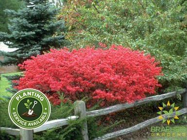 Dwarf Winged Burning Bush