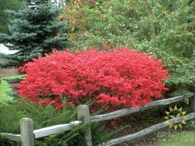 Dwarf Winged Burning Bush