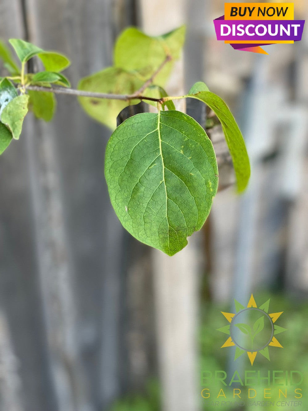 Japanese Tree Lilac