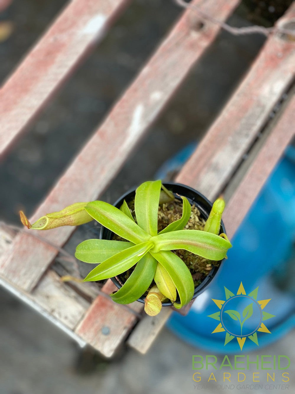 Tropical Pitcher Plant - Nepenthes Sanguinea