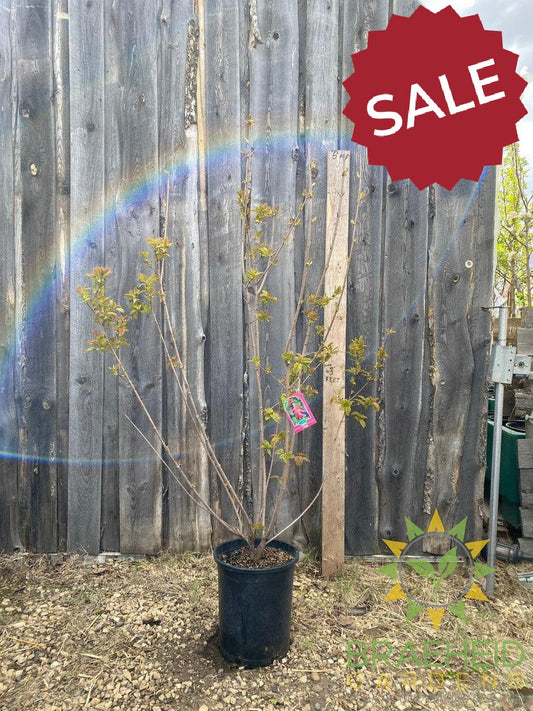 Hot Wings® Tatarian Maple- Tree for sale, Grown in Grande Prairie -Braeheid Gardens Ltd. on Emerson Trail