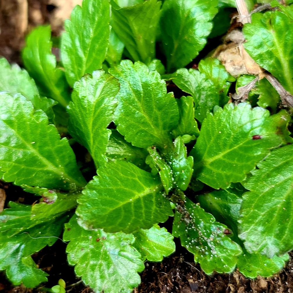 European Blue Vervain
