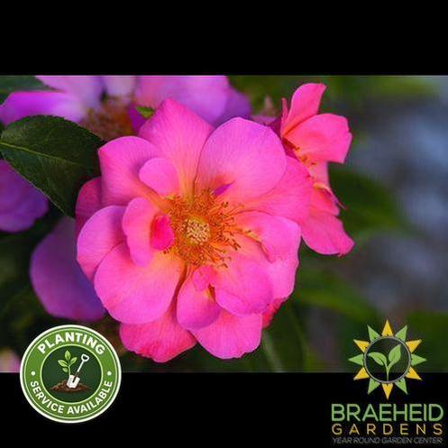 Easy El.® All the Rage Rose