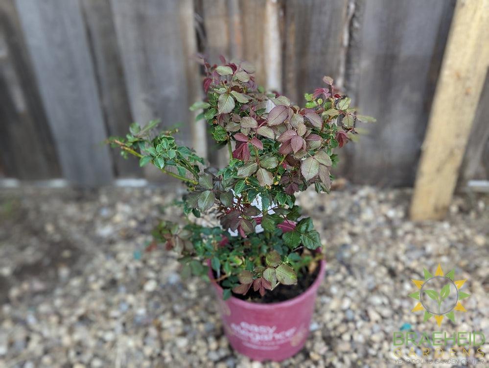 Easy El.® High Voltage Rose