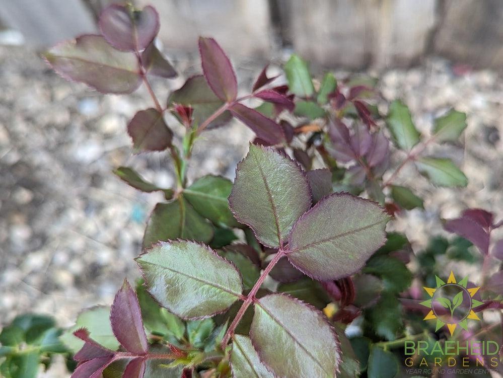 Easy El.® High Voltage Rose