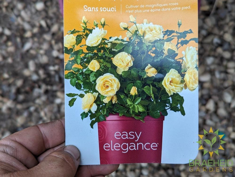 Easy El.® High Voltage Rose