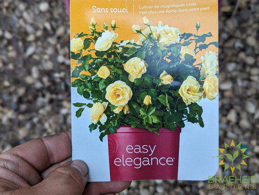 Easy El.® High Voltage Rose