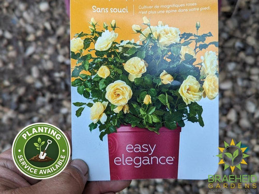 Easy El.® High Voltage Rose