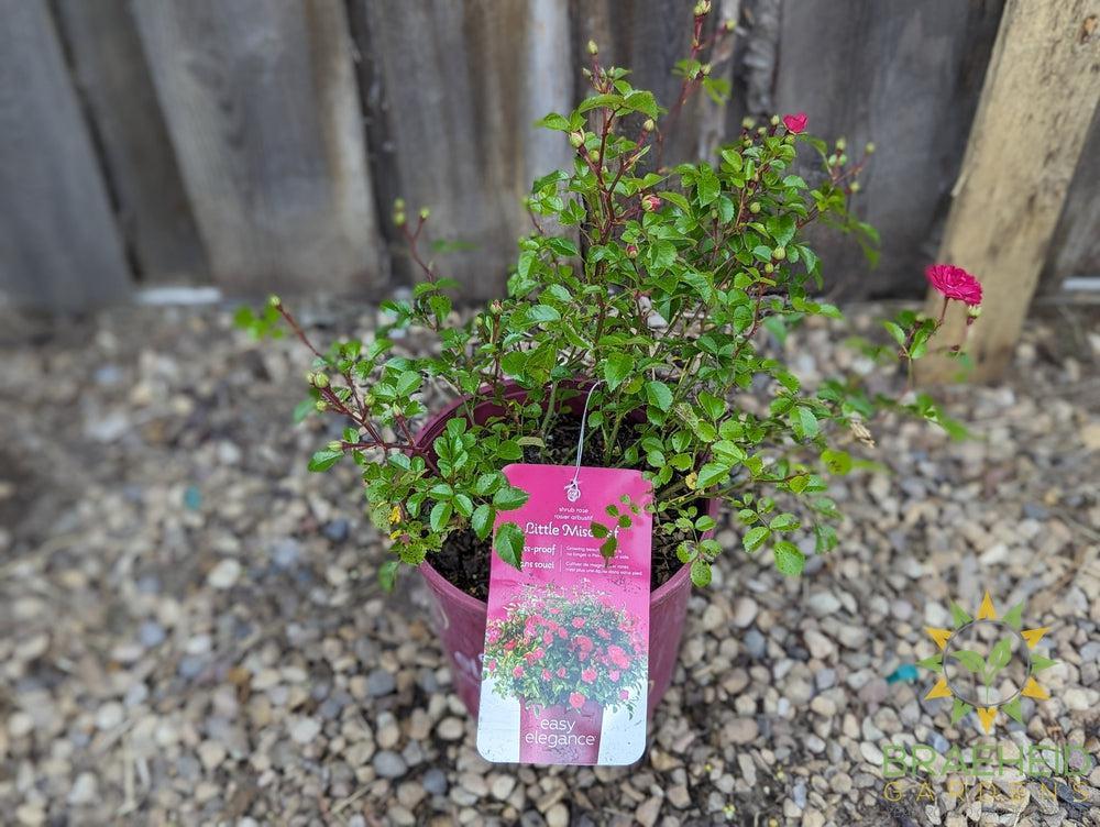 Easy El.® Little Mischief Rose