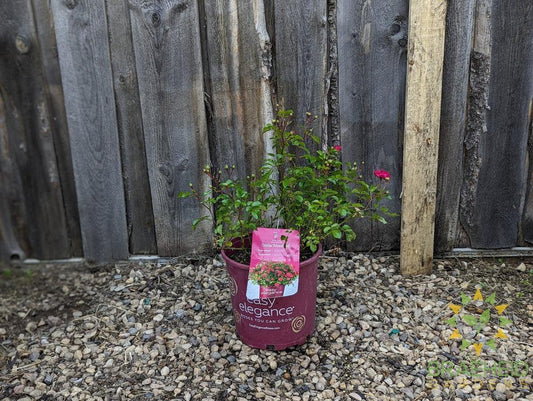 Easy El.® Little Mischief Rose