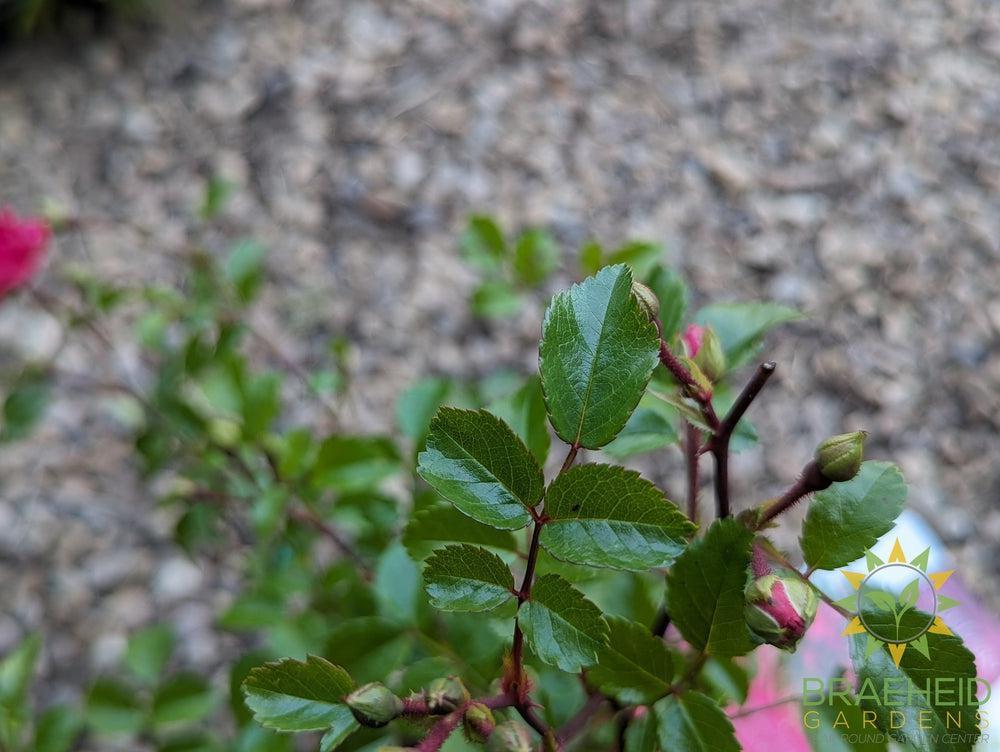 Easy El.® Little Mischief Rose