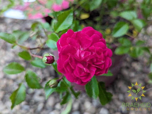 Easy El.® Little Mischief Rose